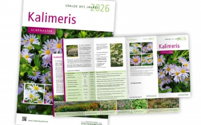 Plakat und Faltblatt zur Staude des Jahres 2026 Kalimeris