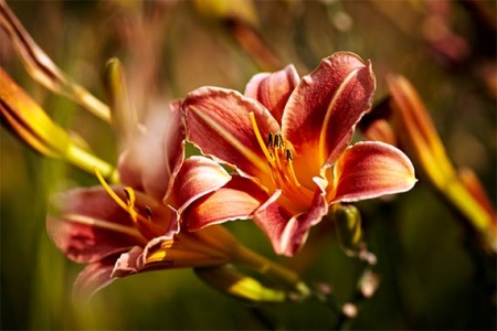 Hemerocallis