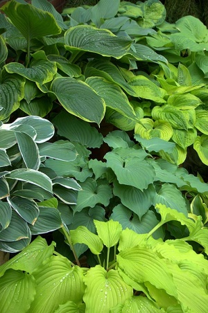 Hosta