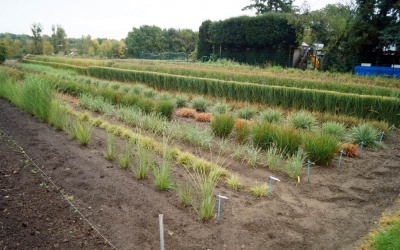 12 Staudengärtnereien erhalten das ZVG- Qualitätszeichen Stauden