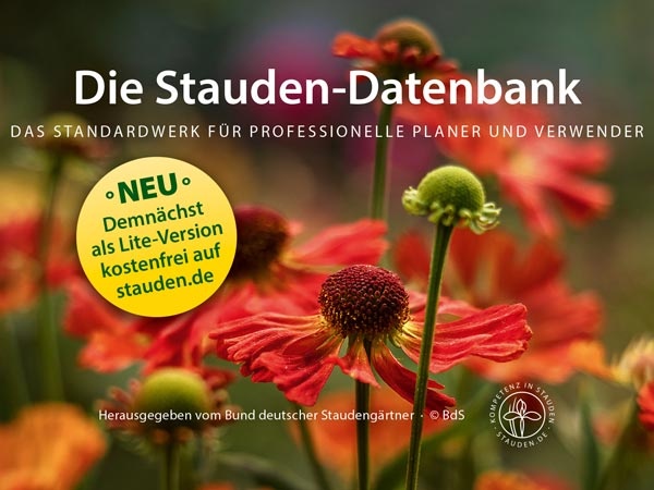Der BdS gibt zur GALABAU Onlineversion der Staudendatenbank kostenlos für Berufseinsteiger frei