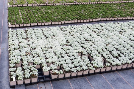 Umweltbewusste Kundenanfragen beantworten Staudengärtner mit Know-how