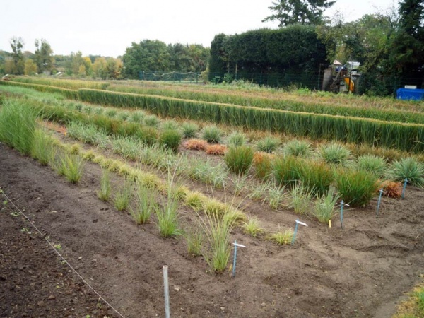 12 Staudengärtnereien erhalten das ZVG- Qualitätszeichen Stauden