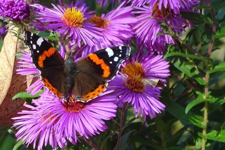 Staudengärtner 2021: Online-Seminar „Gärten für Insekten“ und Buga-Besuch