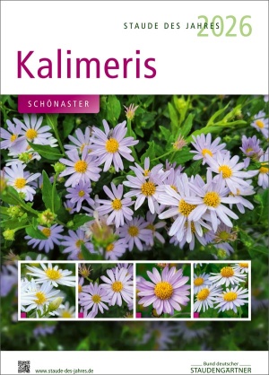Brunnera - Staude des Jahres 2026