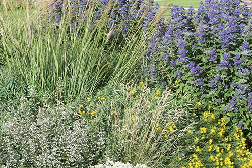 Diese Pflanzung ist zu üppig für die Verwendung als Staudenmischung.