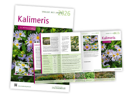 Plakat und Faltblatt zur Staude des Jahres 2026 Kalimeris